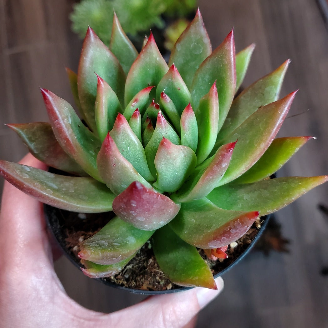 succulent with red tips Echeveria agavoides 'Red Tip'