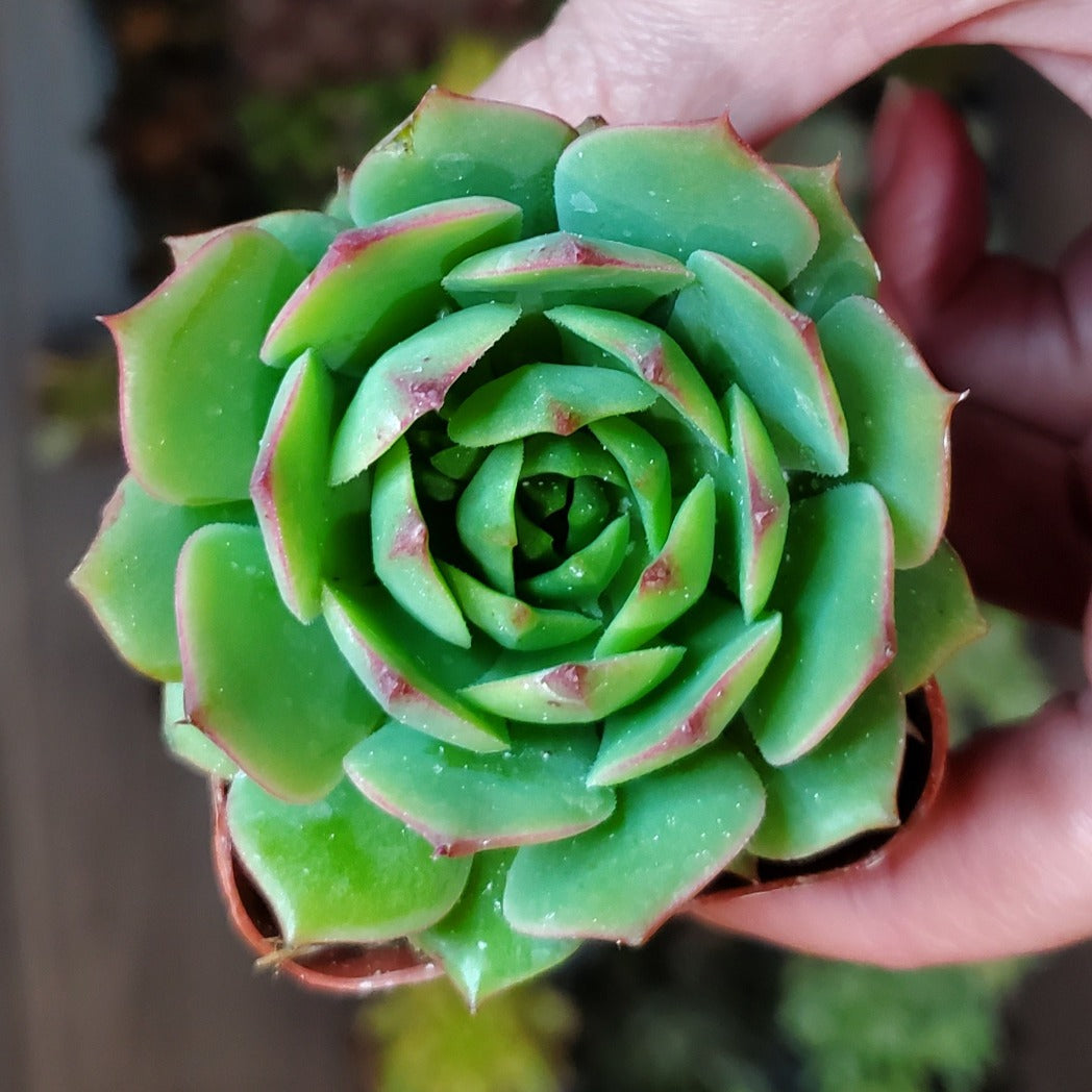 Echeveria 'Ramillete'