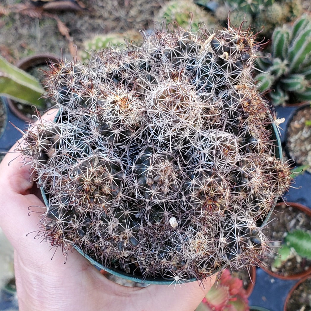 Mammillaria Mazatlanensis