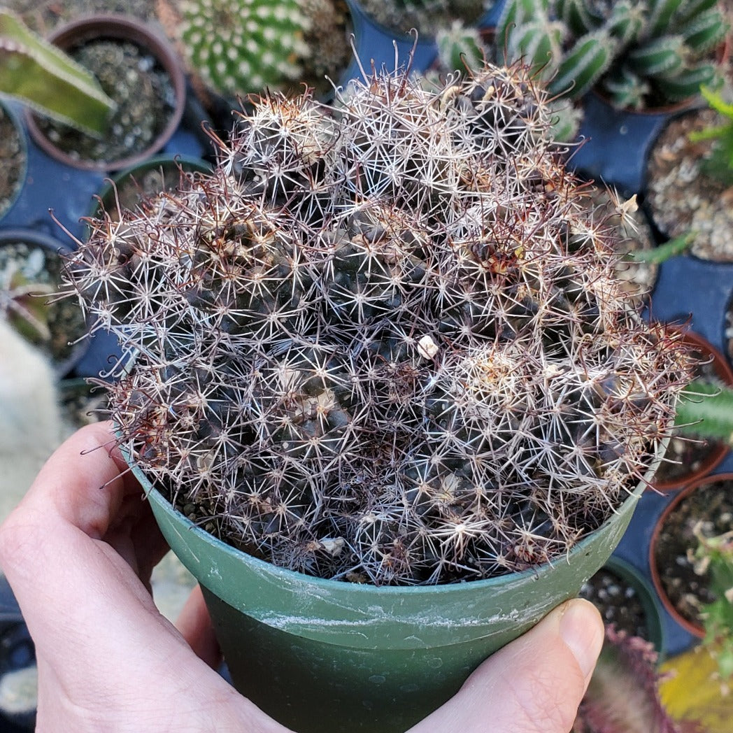 Mammillaria Mazatlanensis
