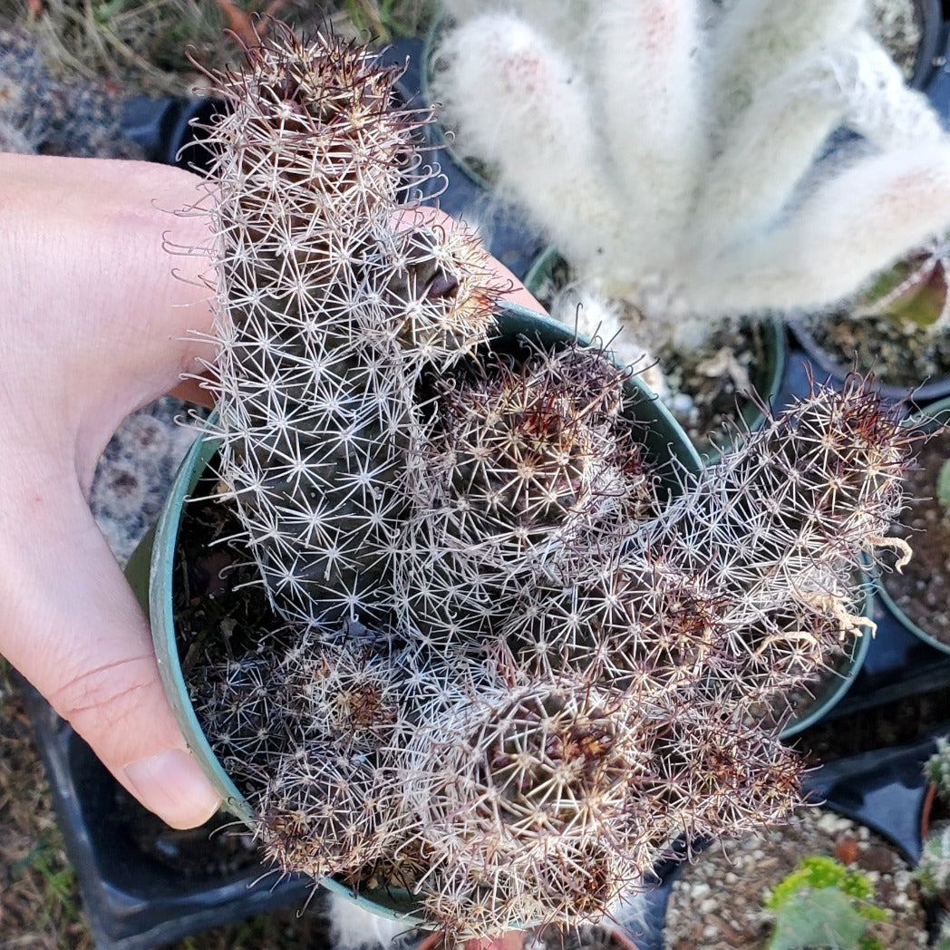 Mammillaria Mazatlanensis