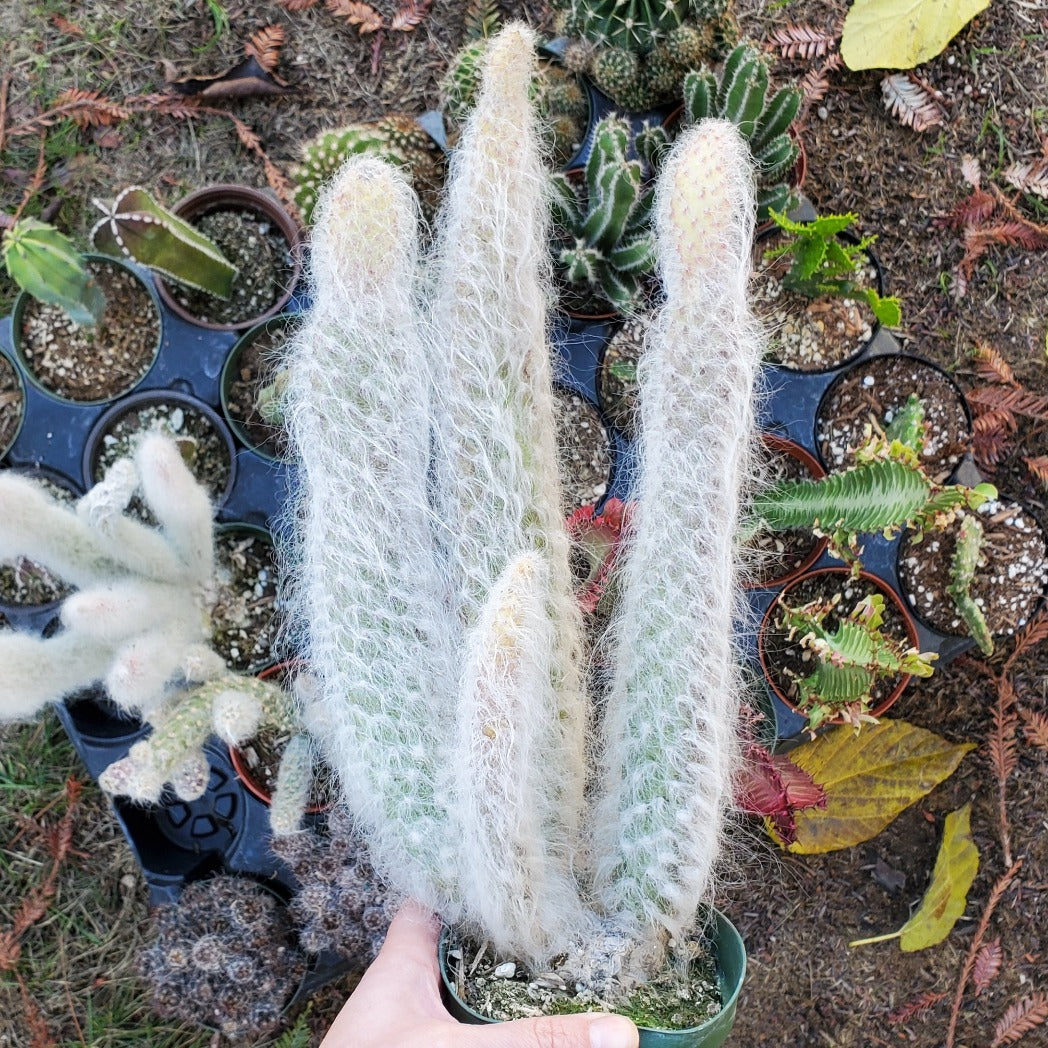 prickly pear snow cactus Opuntia polyacantha 'Snow Fuzzy'