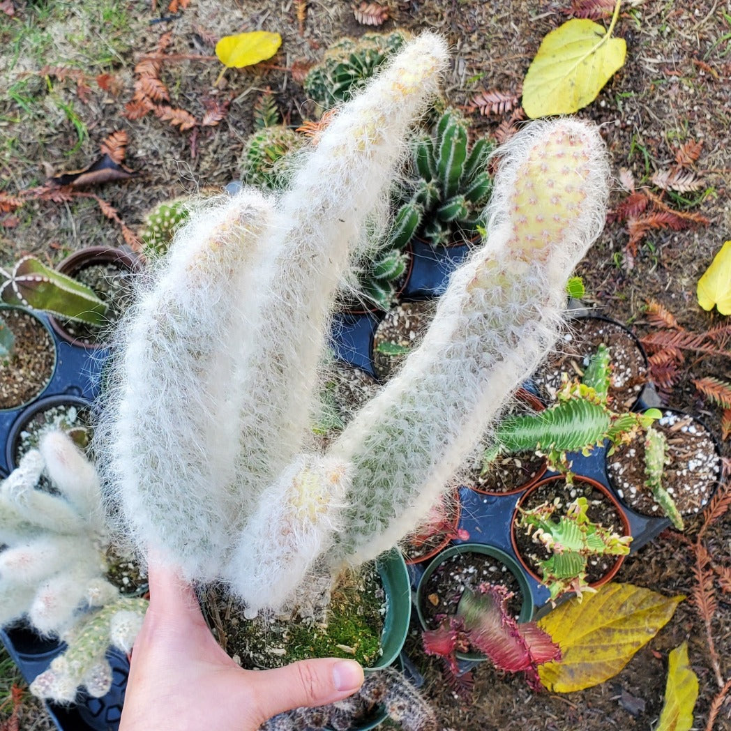 Opuntia polyacantha 'Snow Fuzzy'