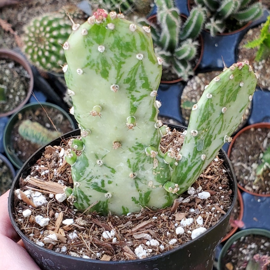 Opuntia monacantha f. monstruosa variegata 'Variegated Joseph's Coat'