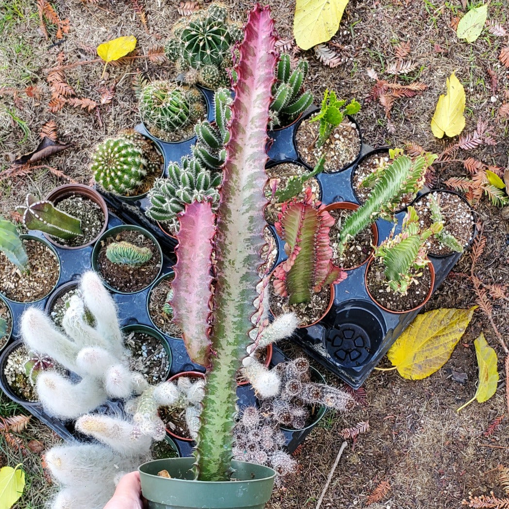 Euphorbia trigona 'Rubra'