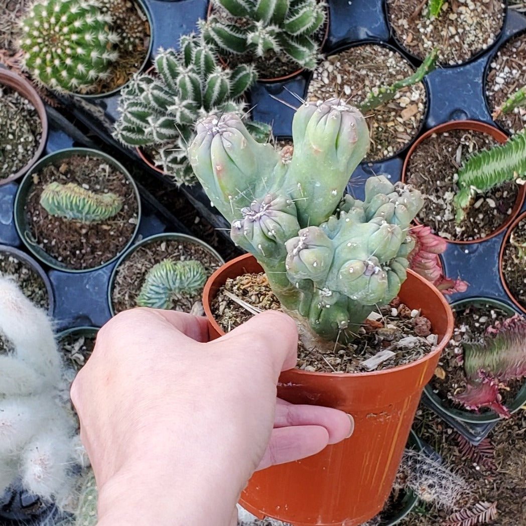succulents box cereus ming thing cereus forbesii monstrose Cereus forbesii monstrose 'Ming Thing'