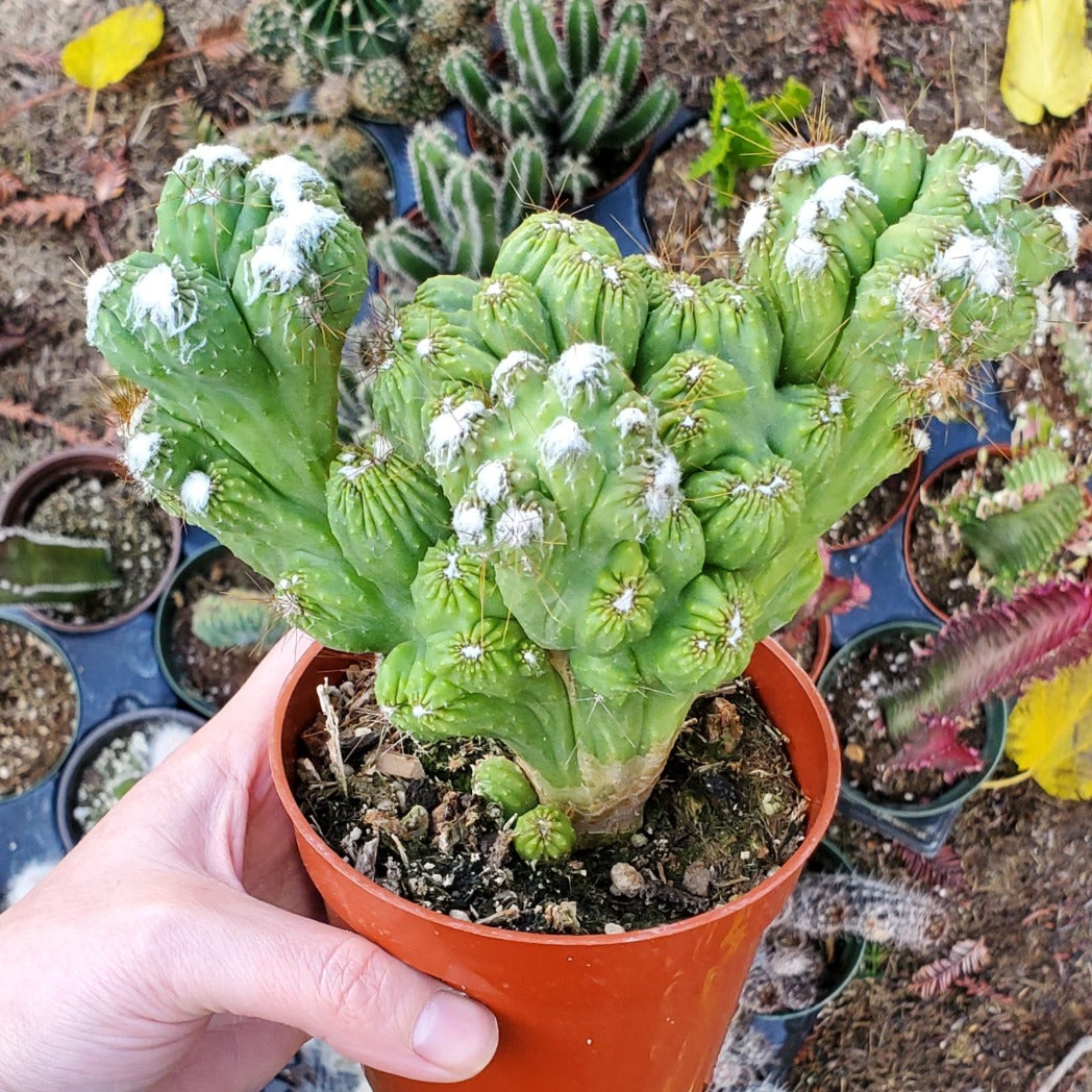 Cereus respandus f. monstrosus 'Peruvian Apple Cactus'