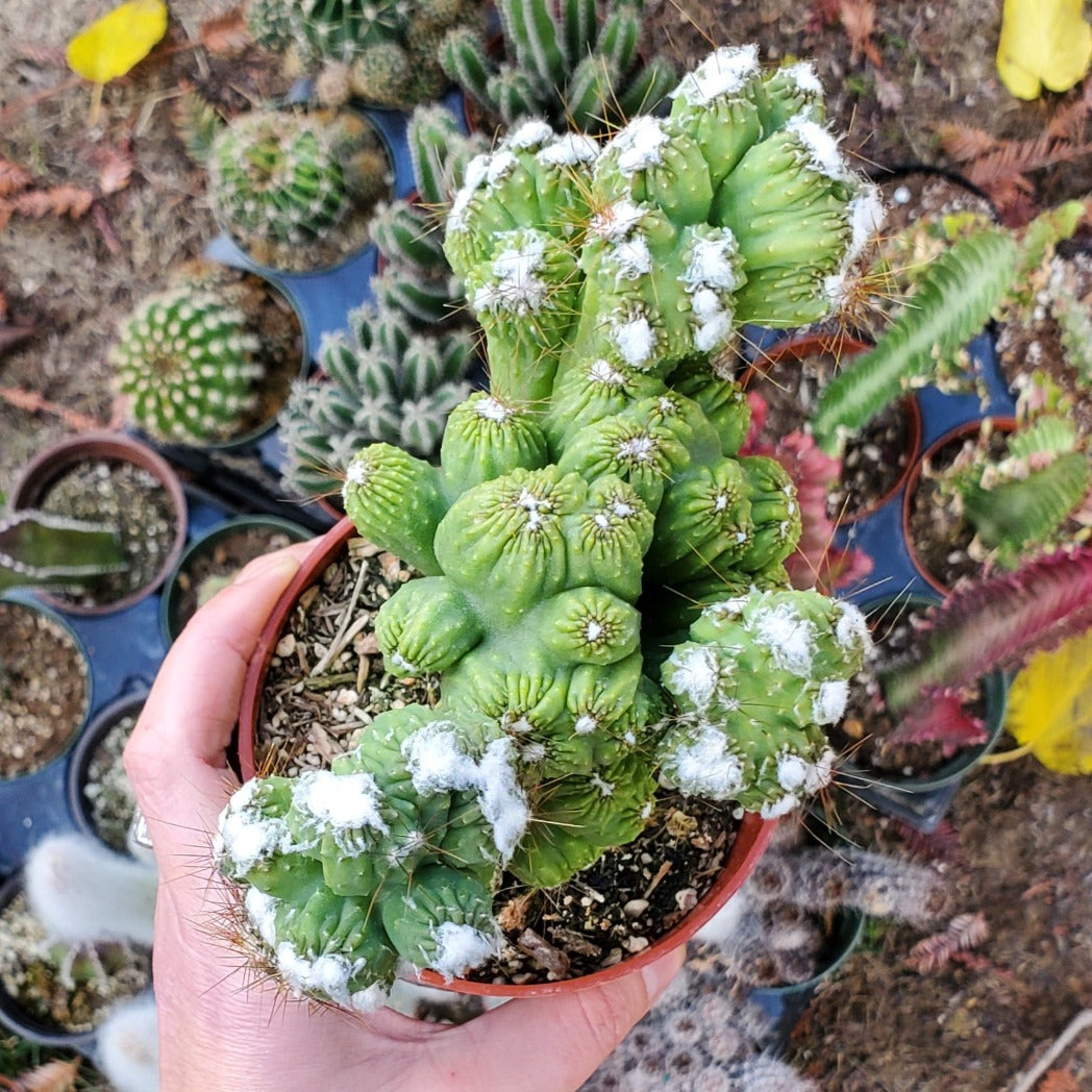 Cereus respandus f. monstrosus 'Peruvian Apple Cactus'