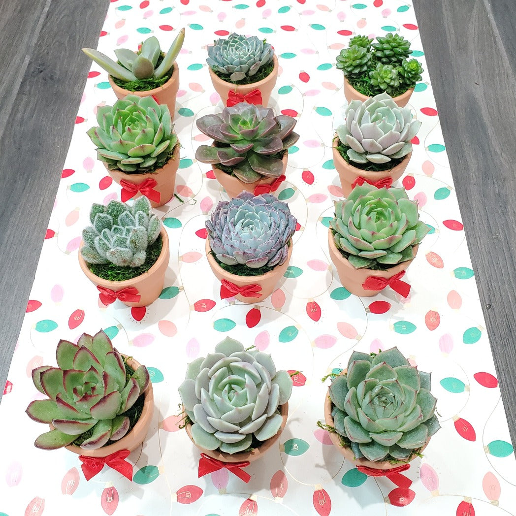 Holiday Themed Succulent Favors in Mini Pots