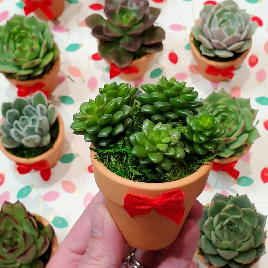 Valentine's Day Succulent Gift Box