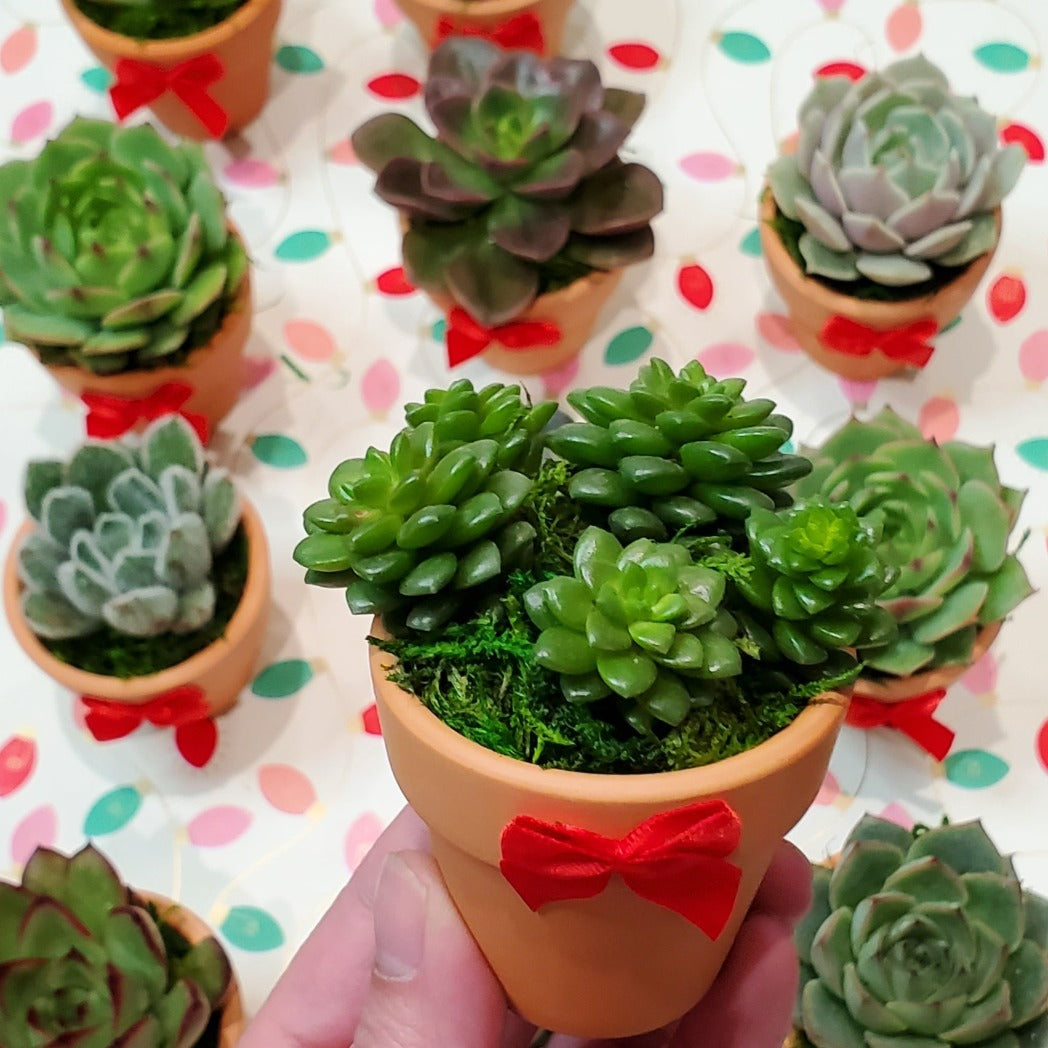 Holiday Themed Succulent Favors in Mini Pots