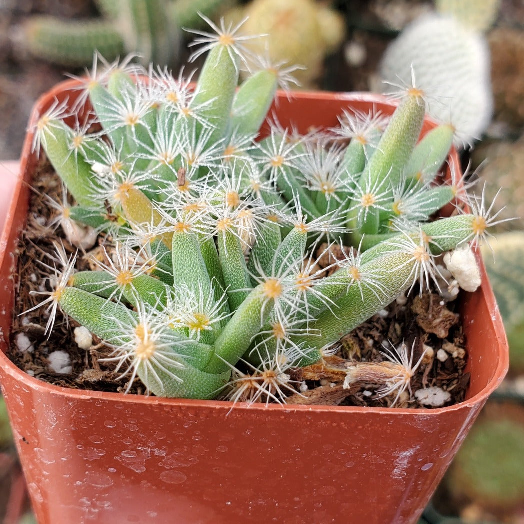 Trichodiadema densum 'Mini Desert Rose'