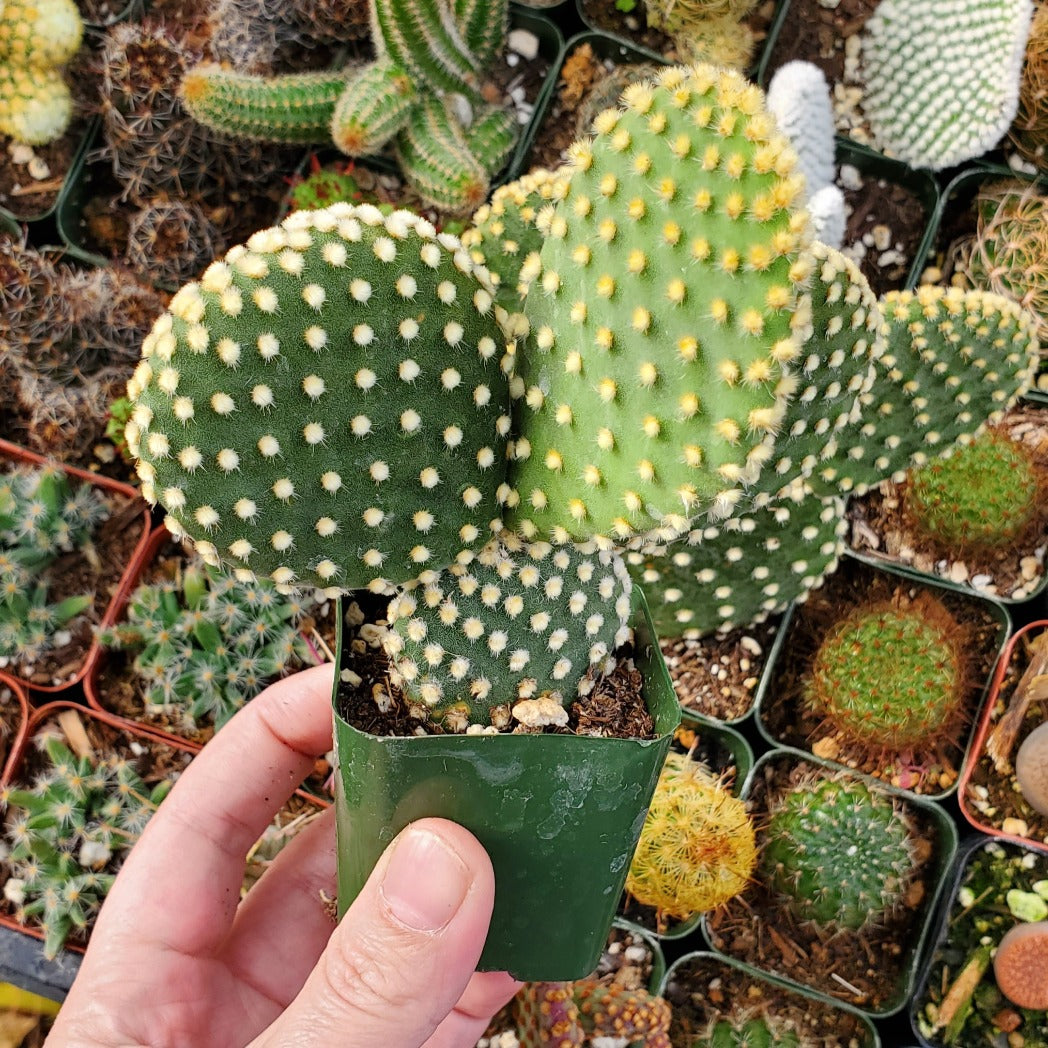 Opuntia microdasys var. pallida 'Golden Bunny Ears'