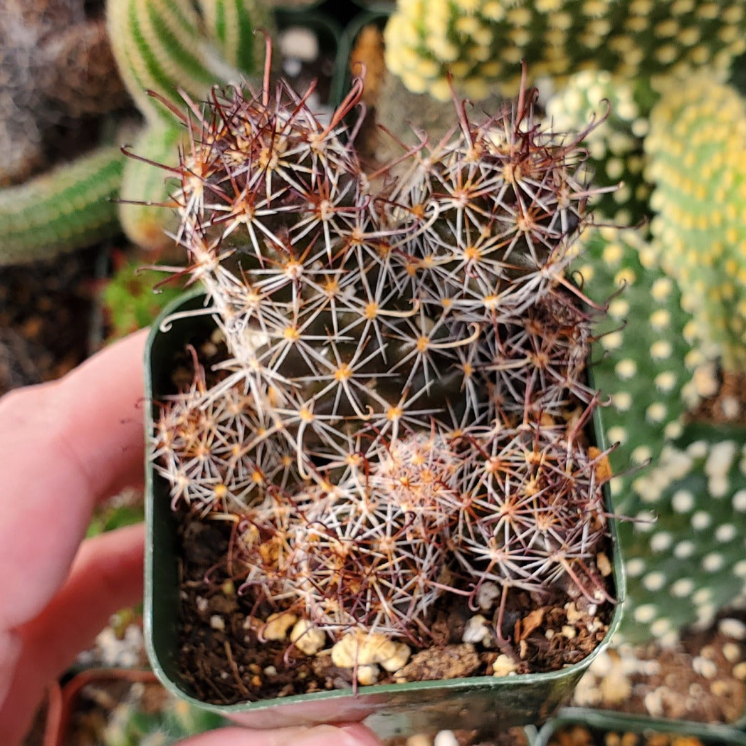 Mammillaria Mazatlanensis