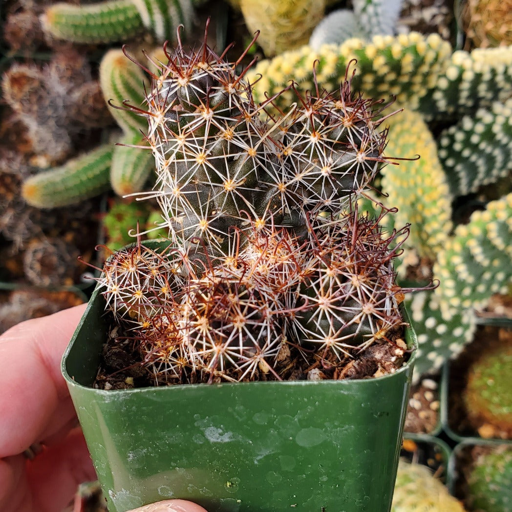 Mammillaria Mazatlanensis