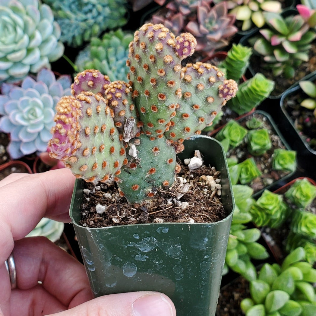 cinnamon cactus plant Opuntia rufida minima 'Mini Cinnamon Cactus'