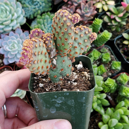 Opuntia rufida minima 'Mini Cinnamon Cactus'