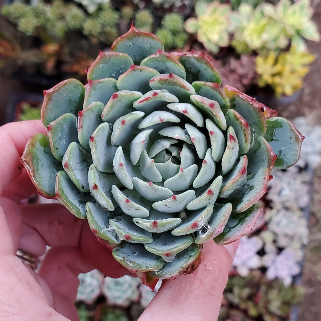 Echeveria 'Pinwheel'