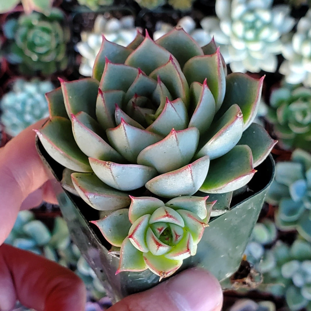 Echeveria 'Fabiola'