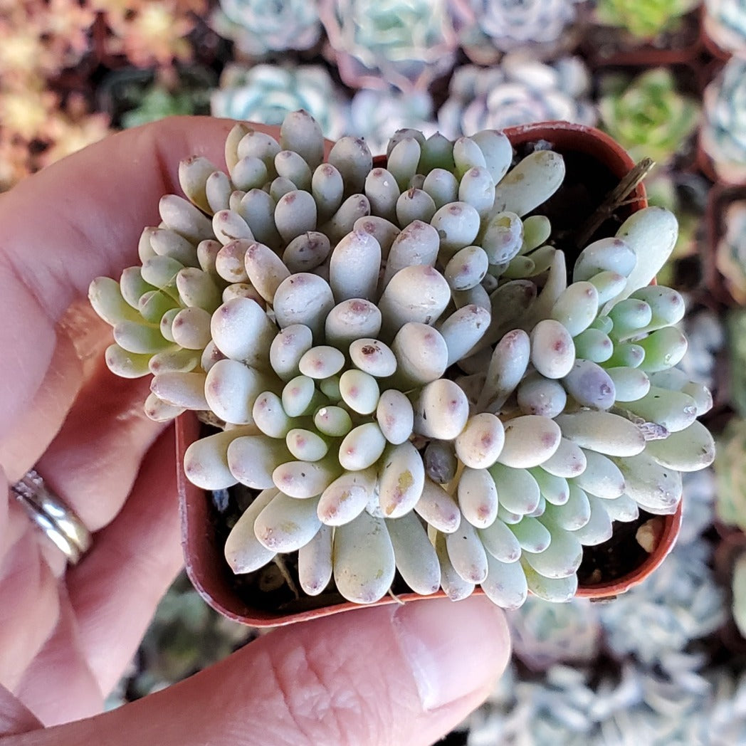 Graptopetalum pachyphyllum 'Bluebean'