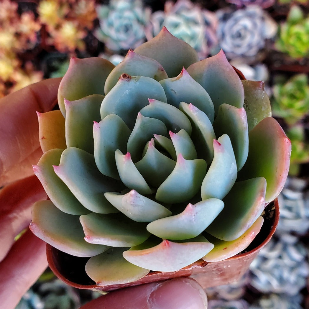 Echeveria 'Blue Mist'