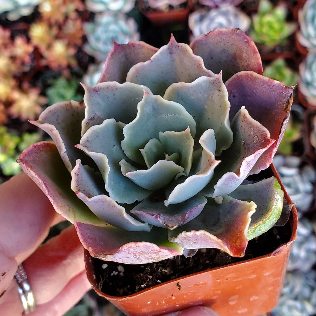 Echeveria 'Belen'