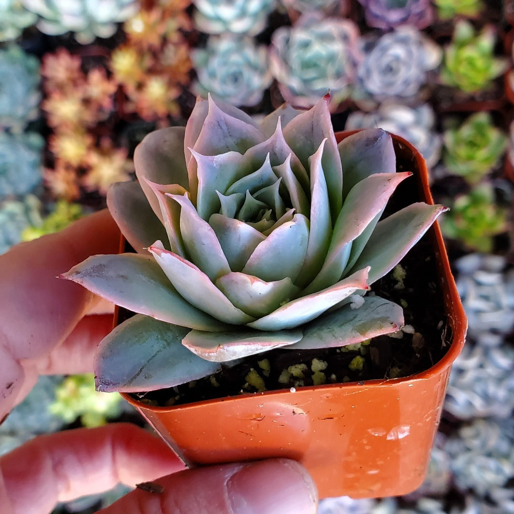 Echeveria 'Rose Queen'