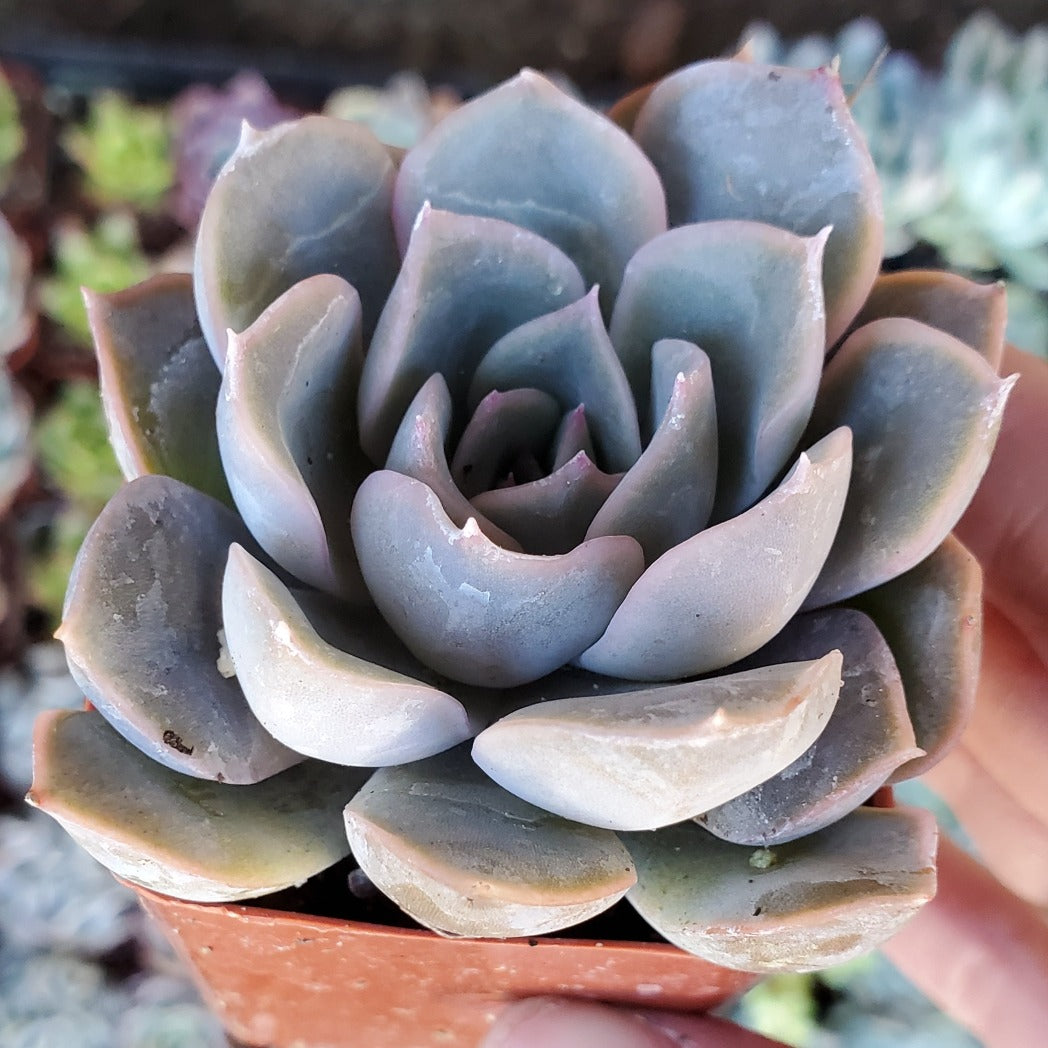 Echeveria 'Orion'