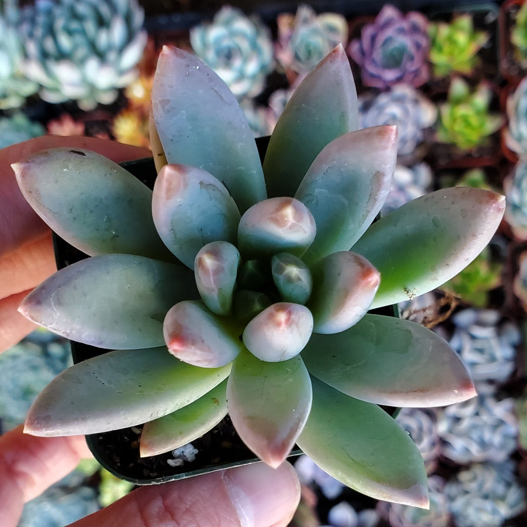 purple leaf succulent Pachyveria 'Yvonne'