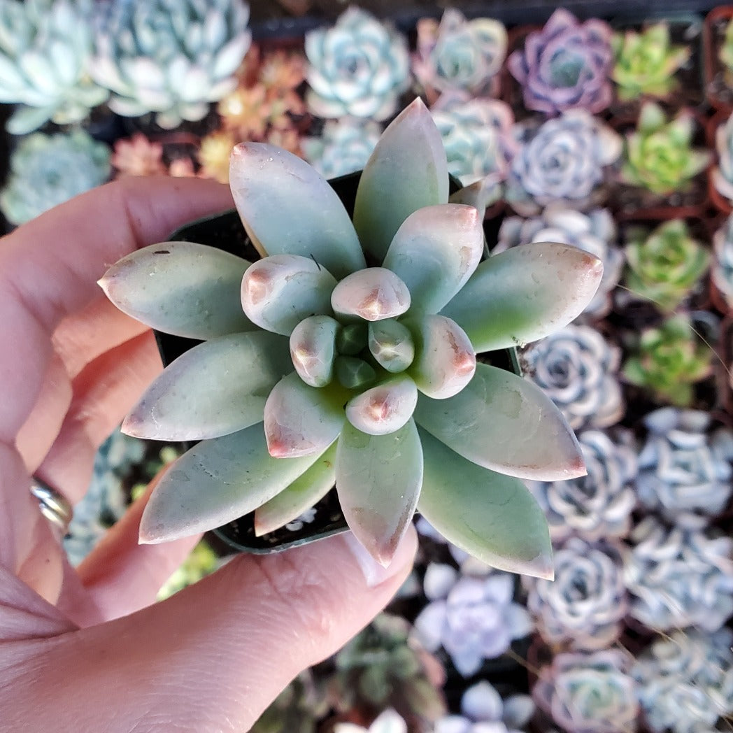 Pachyveria 'Yvonne'