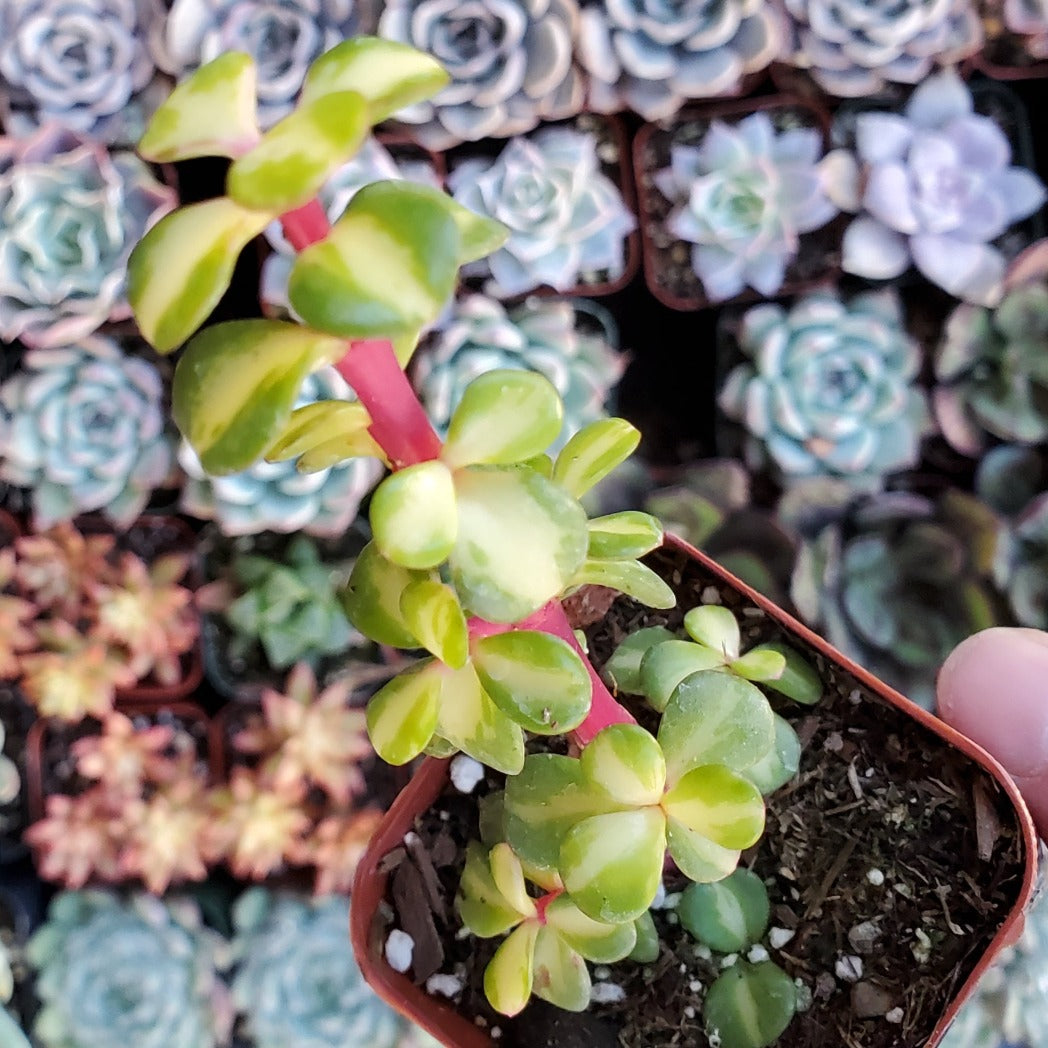 Portulacaria afra 'Medio-picta' or 'Midstripe Rainbow Bush'