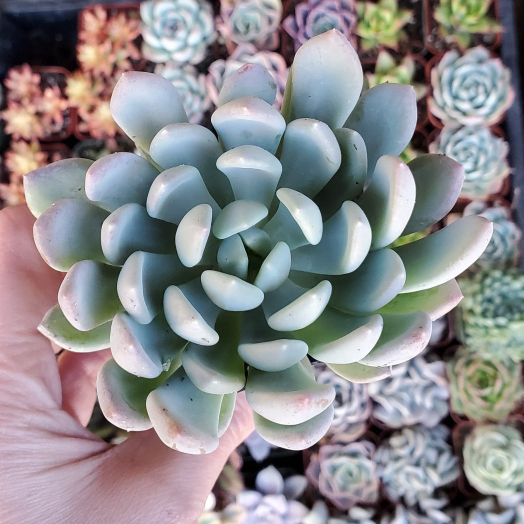 scheideckeri succulent Pachyveria 'Scheideckeri' 'Jeweled Crown'