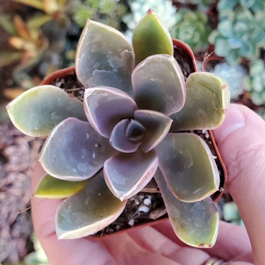 Graptoveria 'Fred Ives'