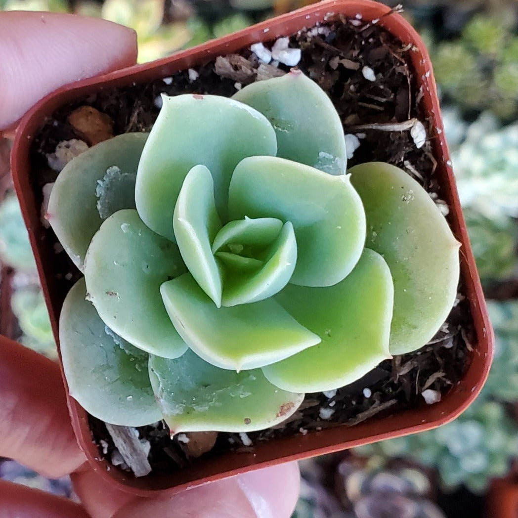 lime green succulent Echeveria 'Lemon Lime'