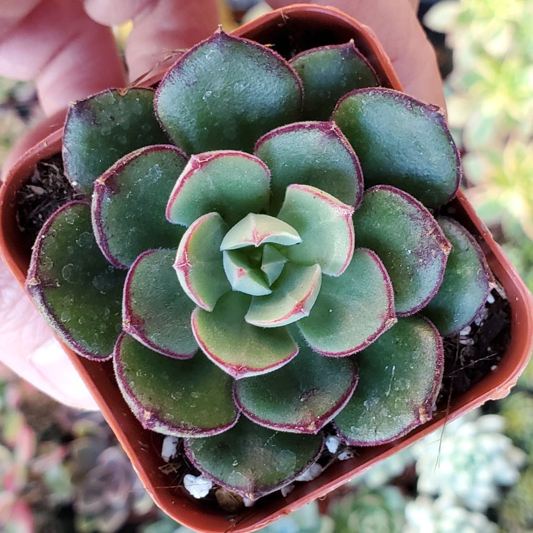 joann succulents Echeveria 'Joan Daneil'