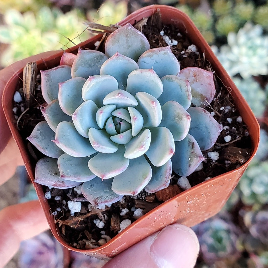 minima succulent Echeveria 'Minima'