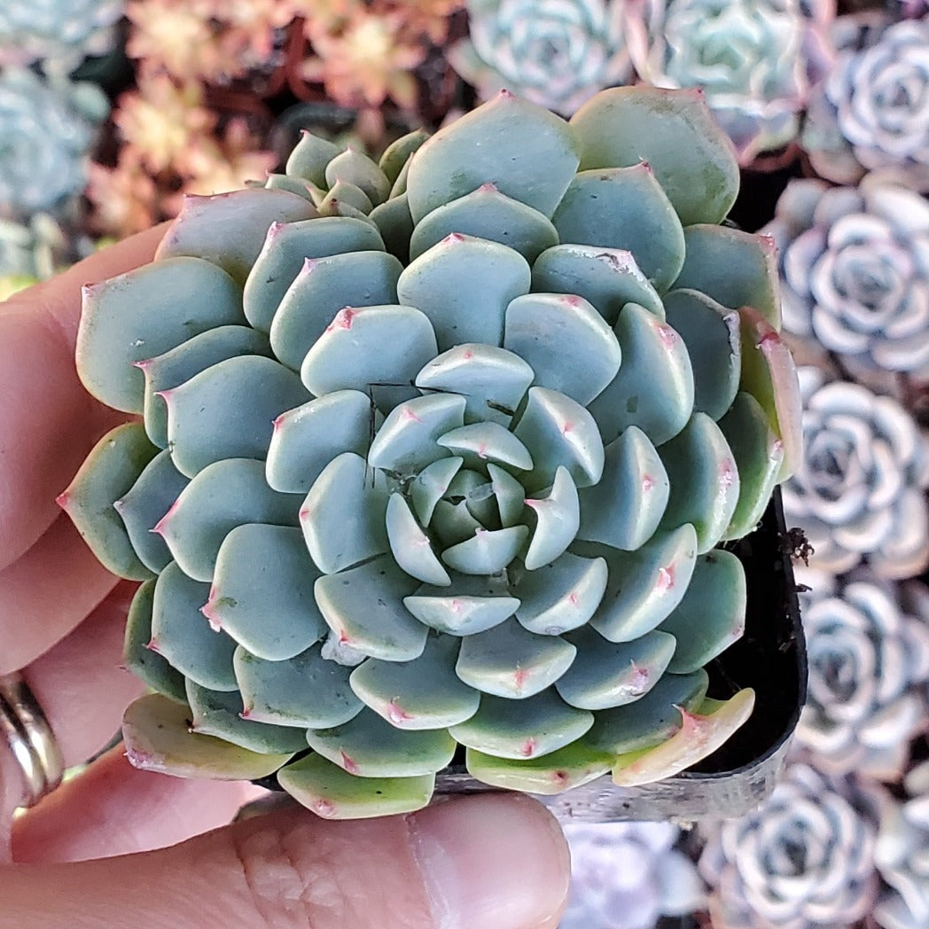 Echeveria 'Pinwheel'