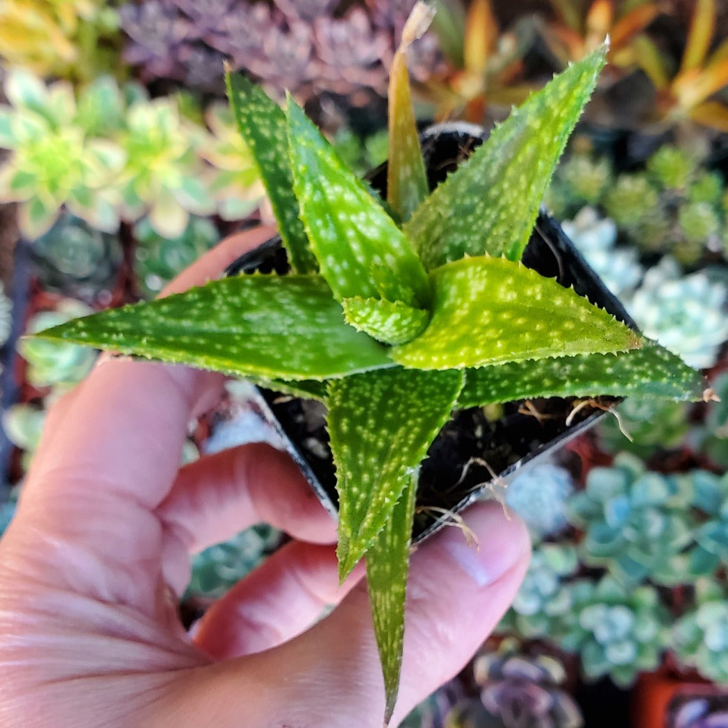 Aloe Sp.