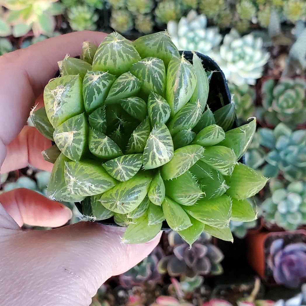 Haworthia cooperi var. cooperi