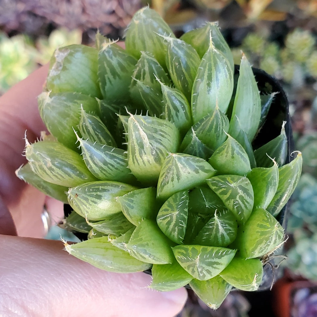 Haworthia cooperi var. cooperi