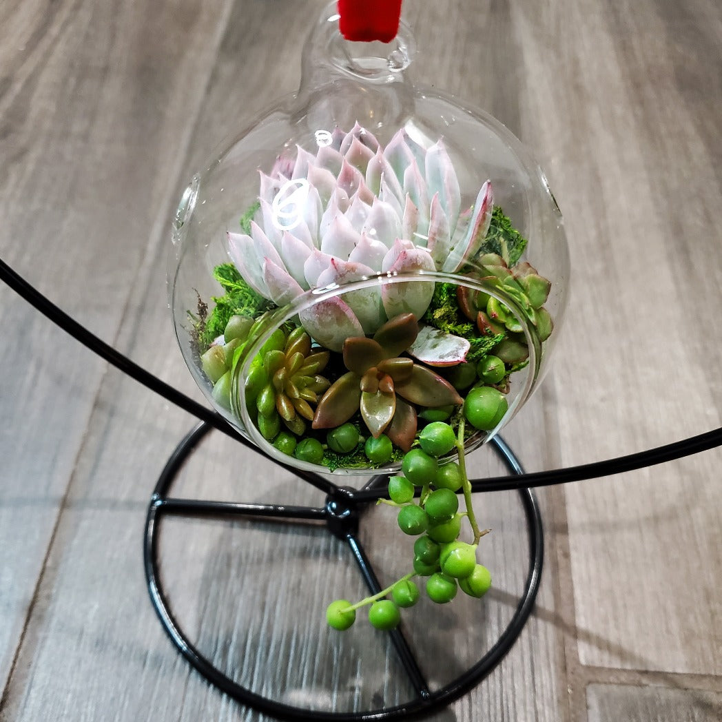 DIY Glass Succulent Hanging Terrarium Kit with Heart Stand