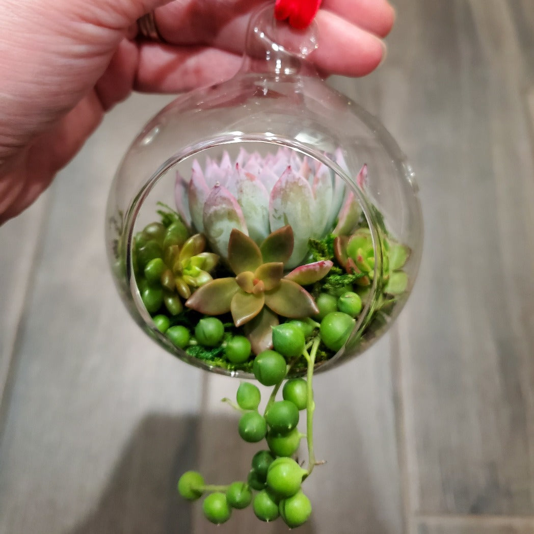 succulent globe DIY Glass Succulent Hanging Terrarium Kit 1 Kit