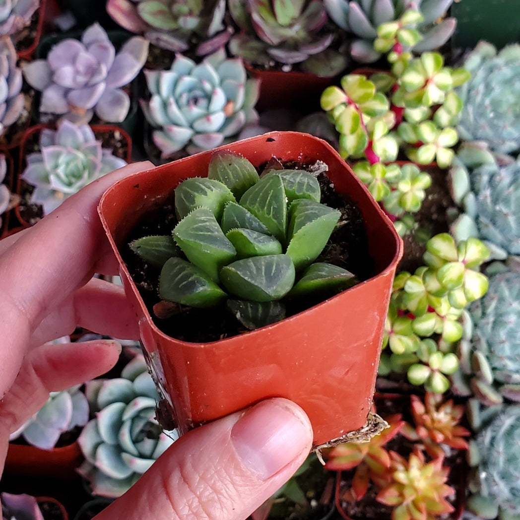 Haworthia mutica