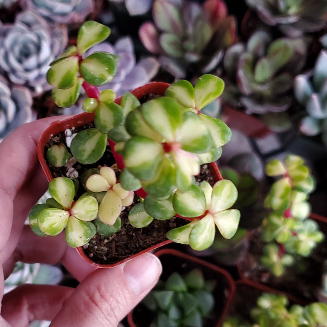 Portulacaria afra 'Medio-picta' or 'Midstripe Rainbow Bush'