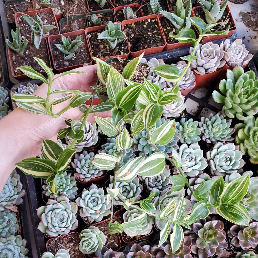 Tradescantia fluminensis variegata