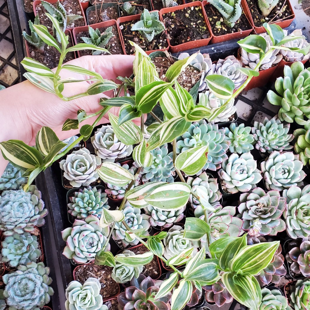 are tradescantia succulents Tradescantia fluminensis variegata