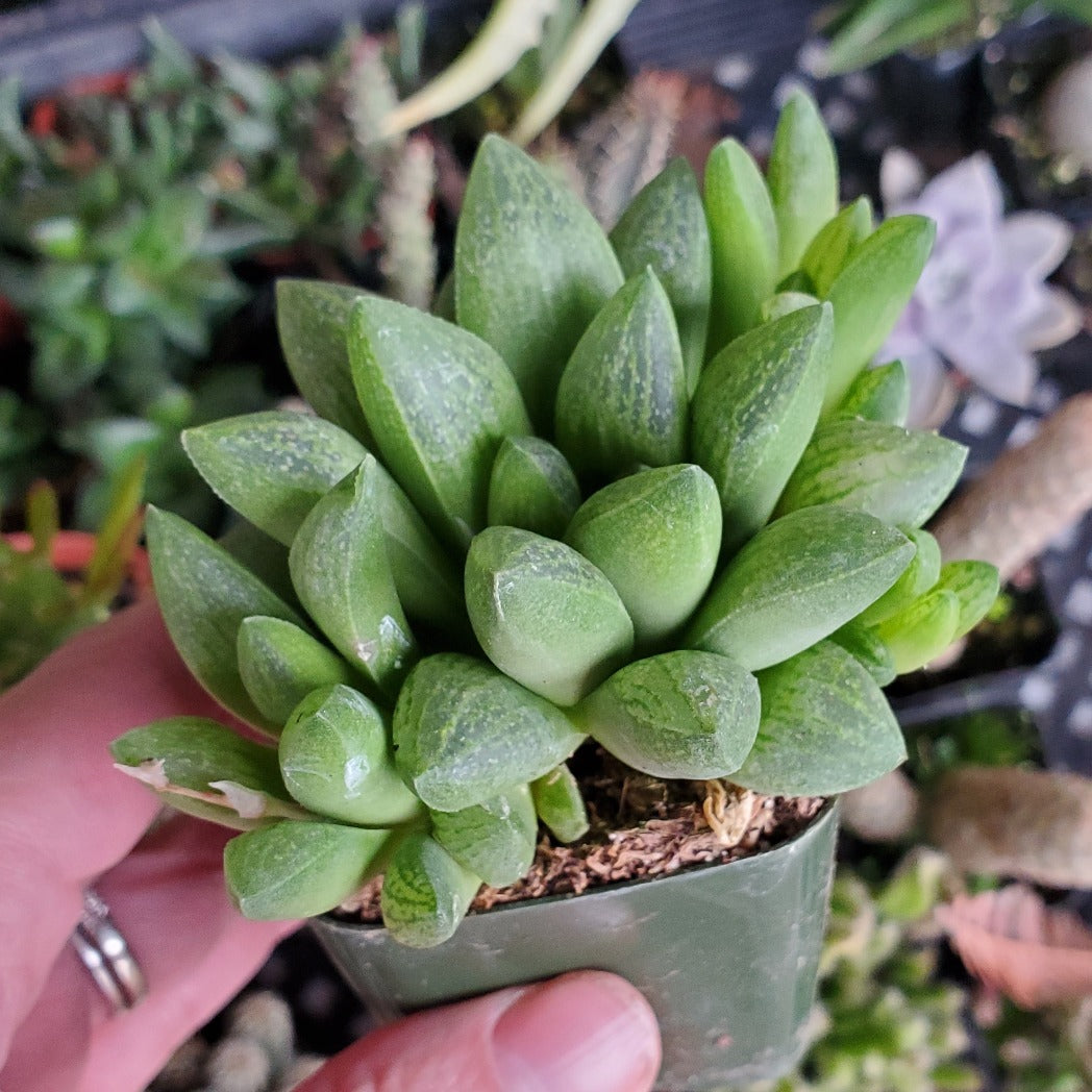 Haworthia turgida var. suberecta