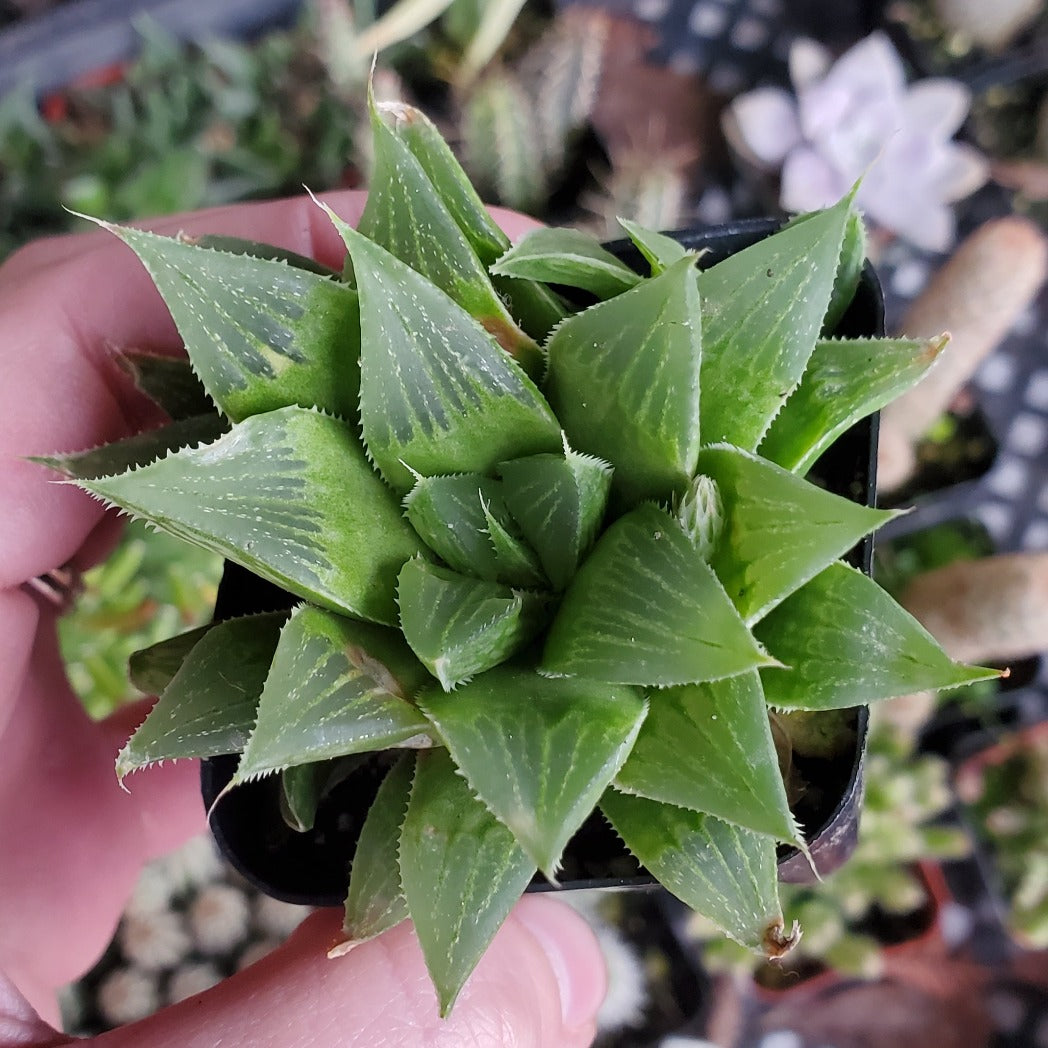 Haworthia retusa acuminata