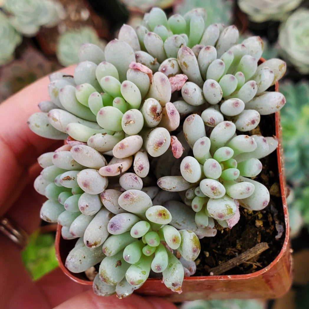 Graptopetalum pachyphyllum 'Bluebean'