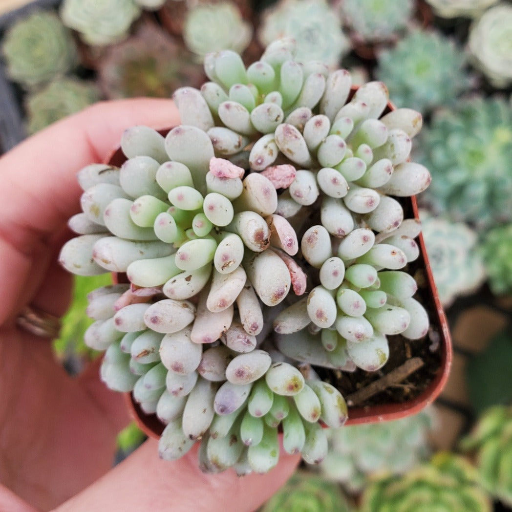 pachyphyllum succulent Graptopetalum 'Bluebean'